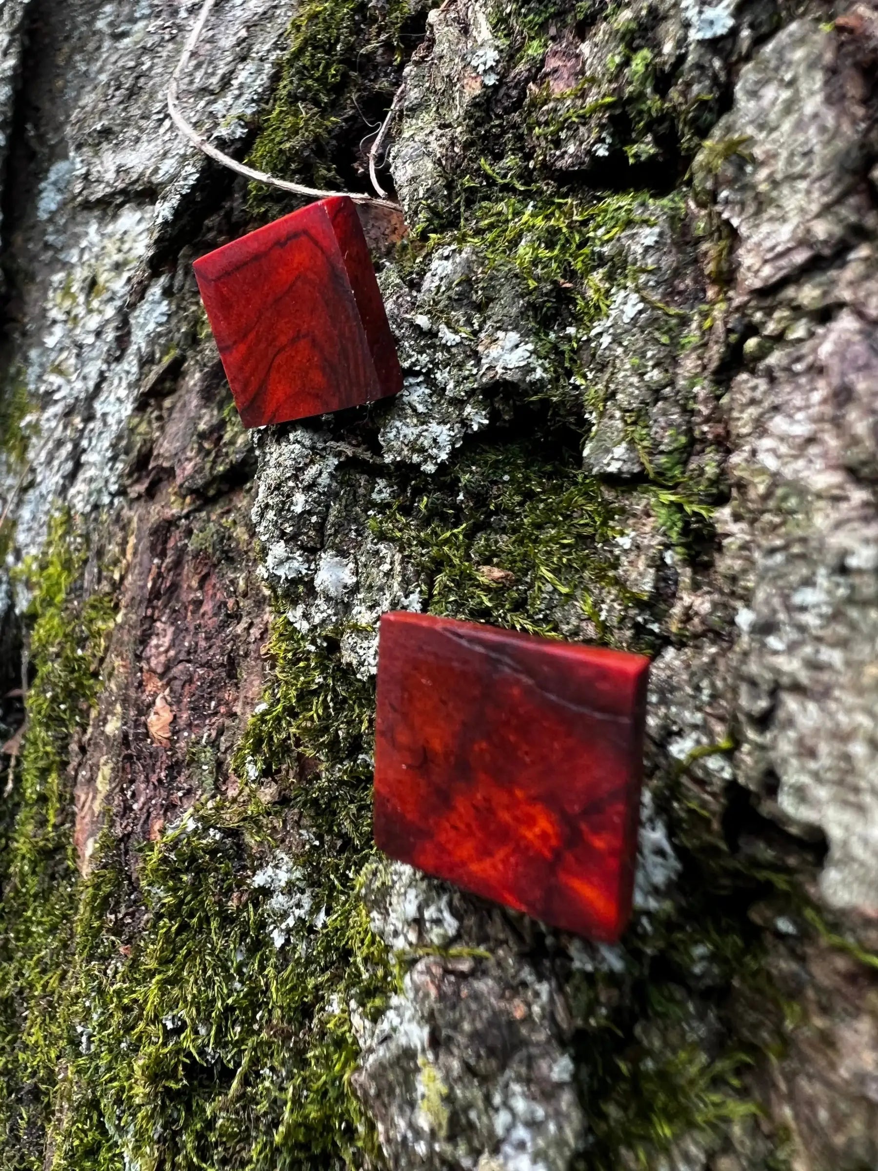 Cocobolo Stud Earrings | XS