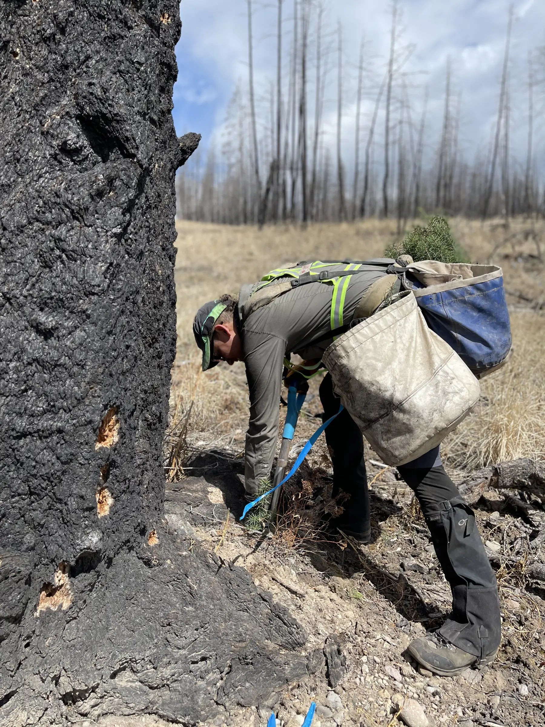 Donation of a Tree | OneTreePlanted | Ronin Machinewerks