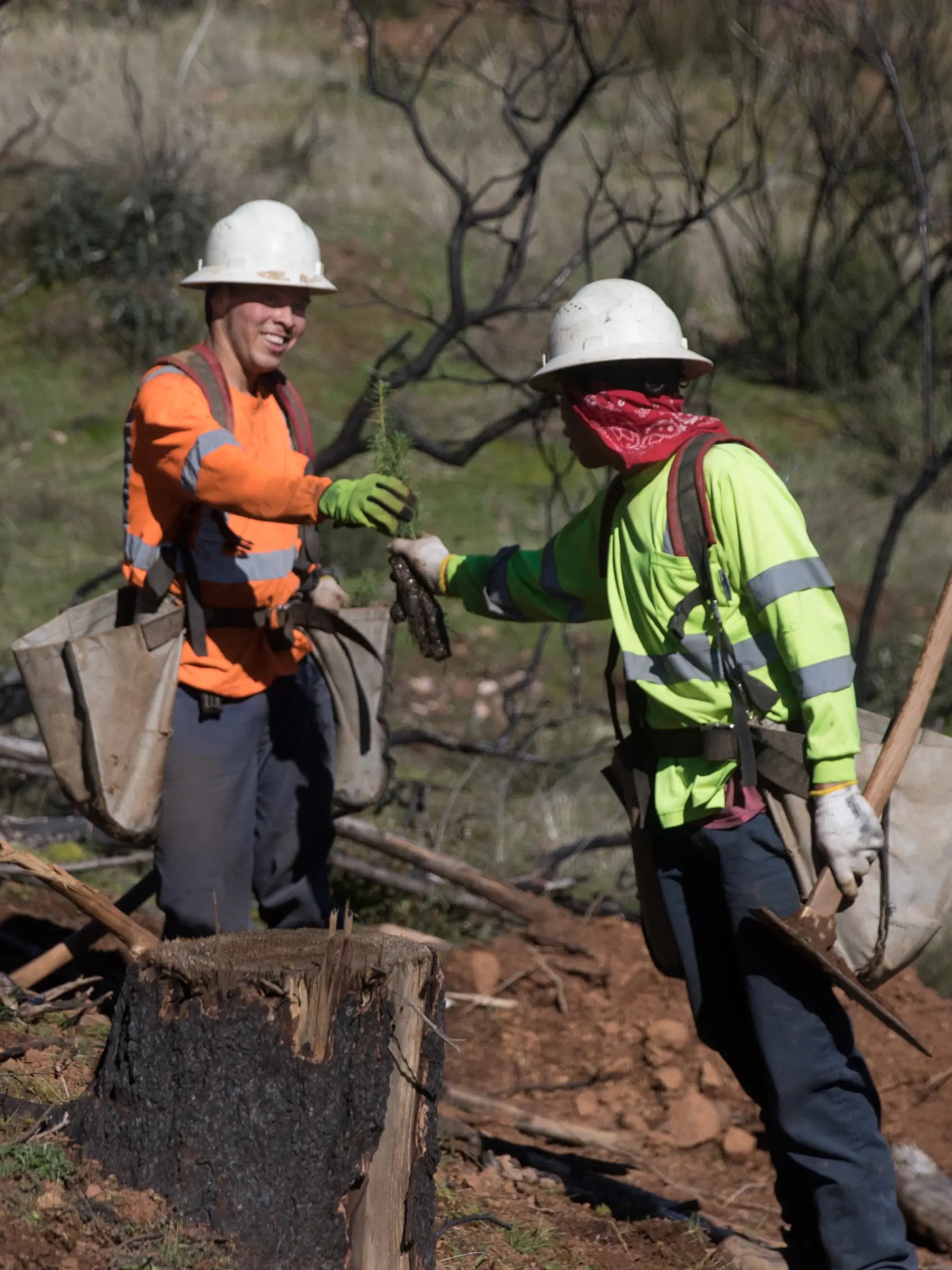 Donation of a Tree | OneTreePlanted | Ronin Machinewerks