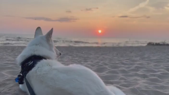 Video of Lor, the CFO (Chief Fluffy Officer) of Ronin Machinewerks, lounging on the beach, not doing any work, as per usual